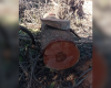 Vereador denuncia corte ilegal de árvores próximo ao aeroporto de Divinópolis